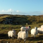 CROFTING FEDERATION ‘RESOLUTELY OPPOSED’ TO INTRODUCTION OF LYNX