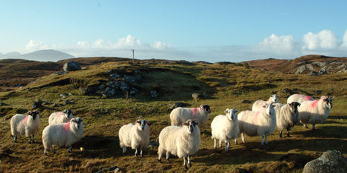 Over £7 million has been awarded to help create and develop around 140 new farming businesses across Scotland. This funding, from the EU and the Scottish Government, will support the […]