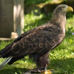 Sea Eagle Hebrides Today